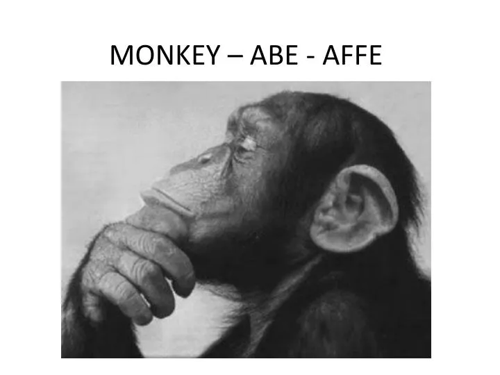 monkey abe affe