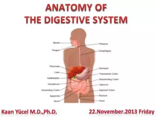 ANATOMY OF THE DIGESTIVE SYSTEM