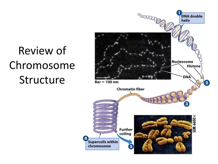 review of chromosome structure