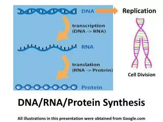 DNA/RNA/Protein Synthesis