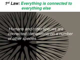 1 st Law: Everything is connected to everything else