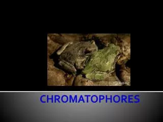 CHROMATOPHORES