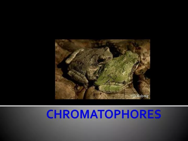 chromatophores