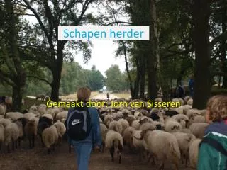 schapen herder