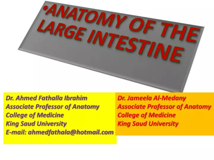 anatomy of the large intestine
