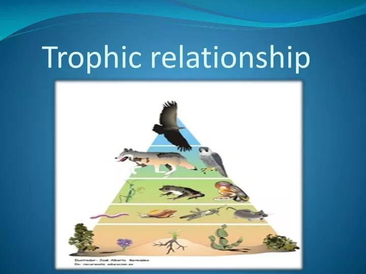 trophic relationship