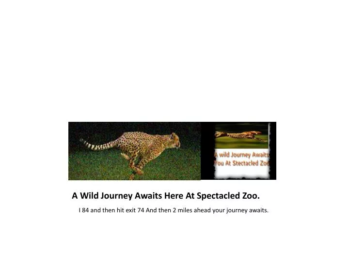 a wild journey awaits here at spectacled zoo