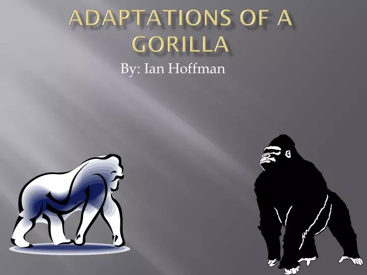 adaptations of a gorilla