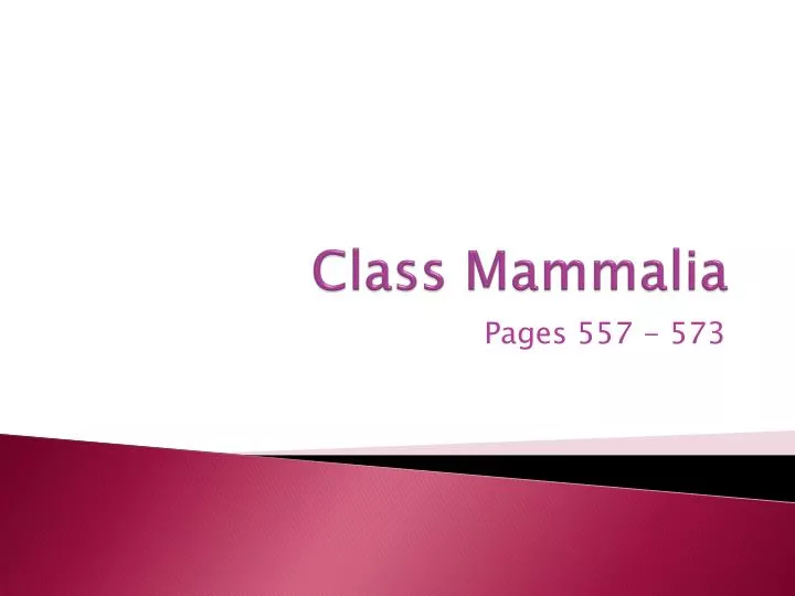 class mammalia