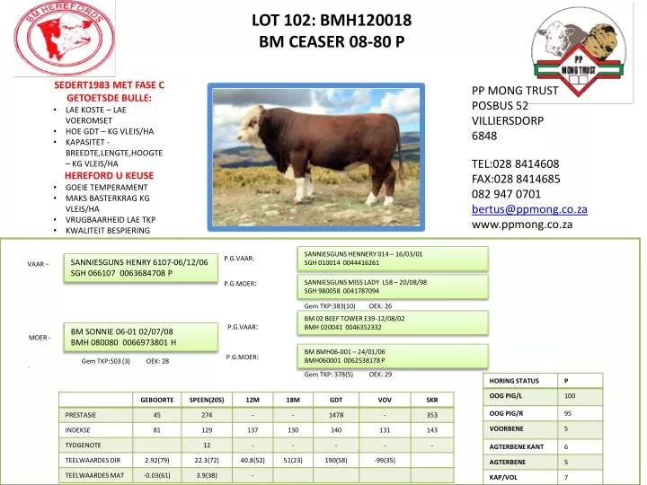 lot 102 bmh120018 bm ceaser 08 80 p