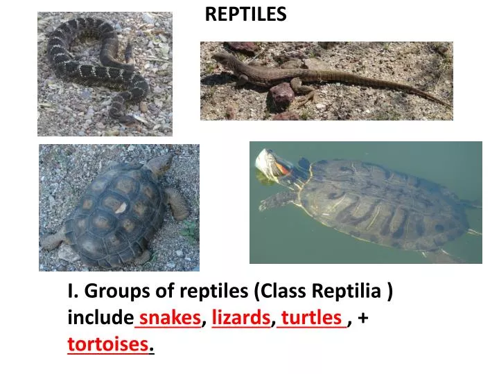 reptiles