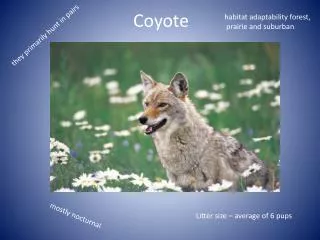 Coyote