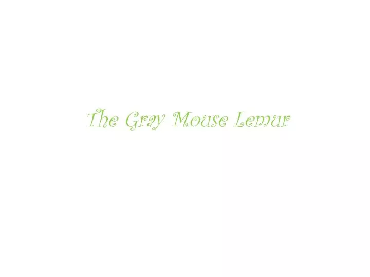 the gray mouse lemur