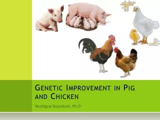 genetic improvement in pig and chicken