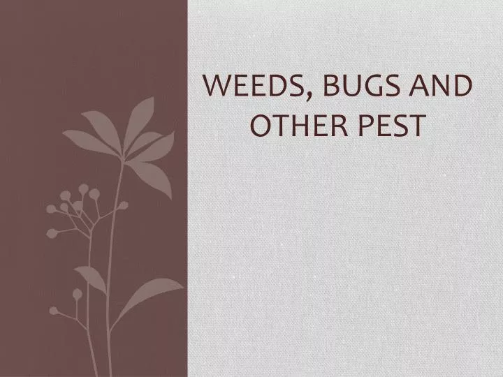 weeds bugs and other pest