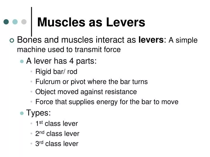 muscles as levers