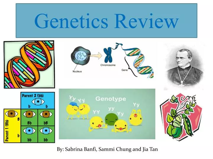 genetics review