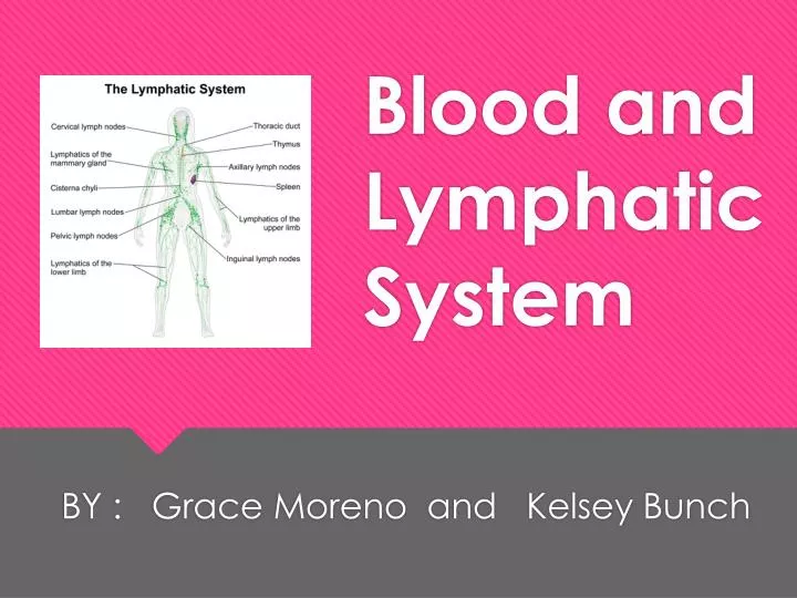 blood and lymphatic system