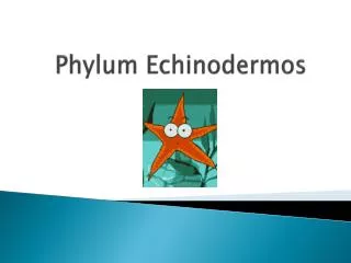 phylum echinodermos