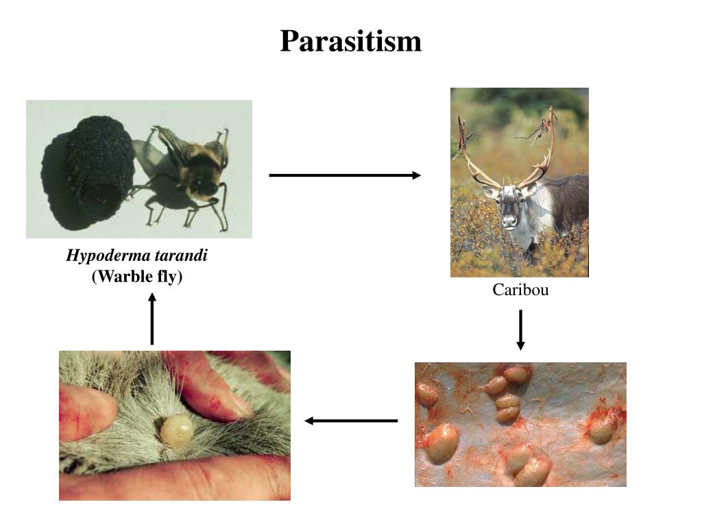 PPT - Parasitism PowerPoint Presentation, free download - ID:2122205