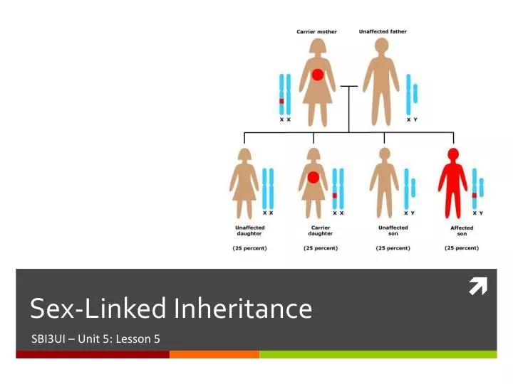 sex linked inheritance