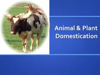 Animal &amp; Plant Domestication