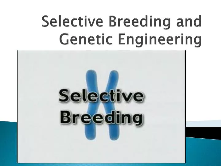 selective breeding and genetic engineering