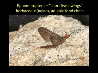 Ephemeroptera – “short-lived wings” herbaceous(naiad ), aquatic food chain