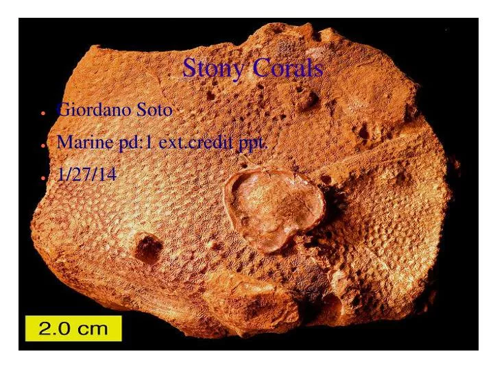 stony corals