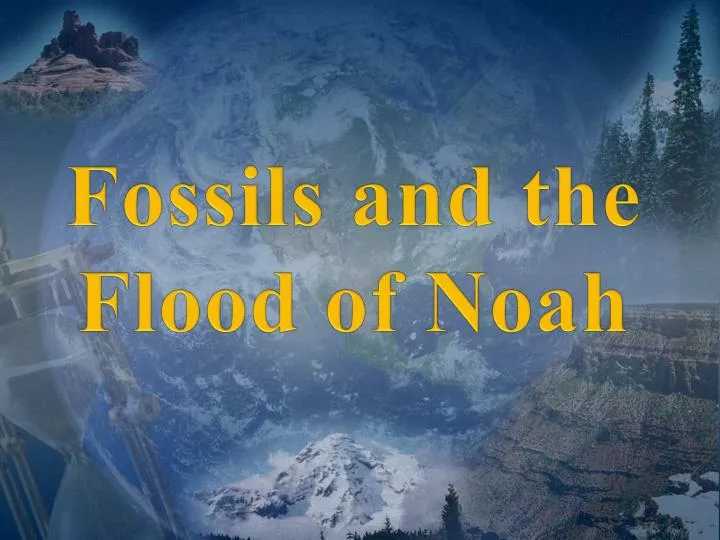 fossils and the flood of noah