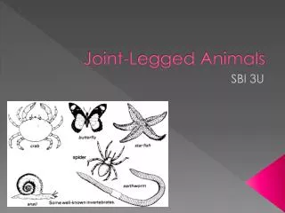 joint legged animals