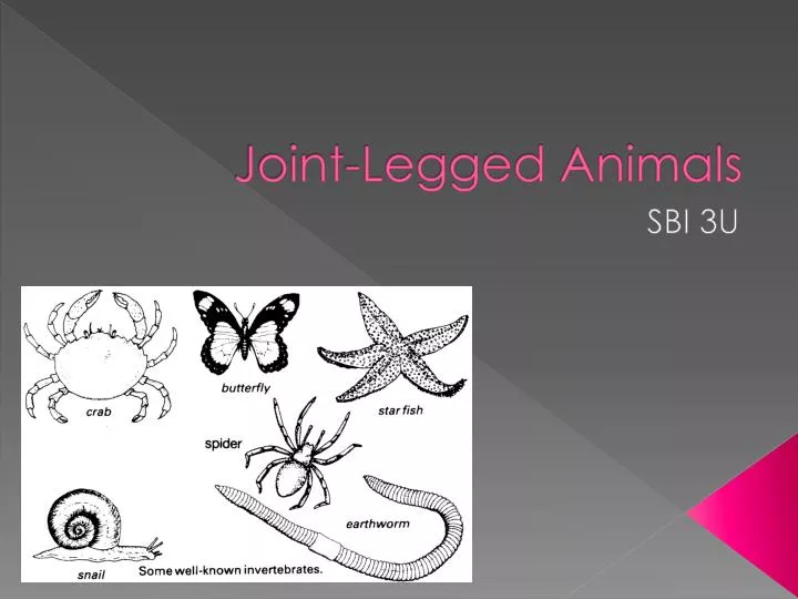 joint legged animals