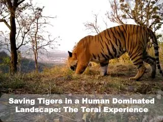 Saving Tigers in a Human D ominated Landscape: The Terai Experience