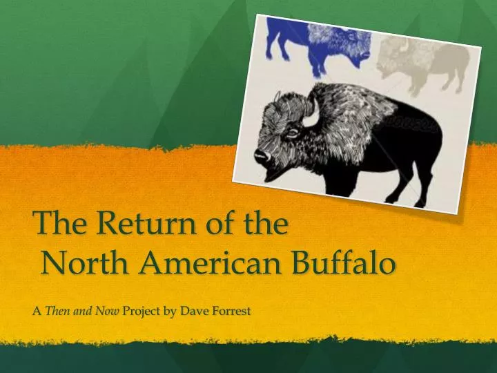 the return of the north american buffalo