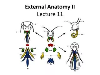 External Anatomy II Lecture 11