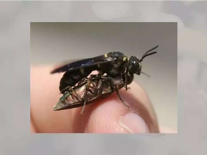 emerald wasps are gross