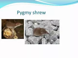 Pygmy shrew