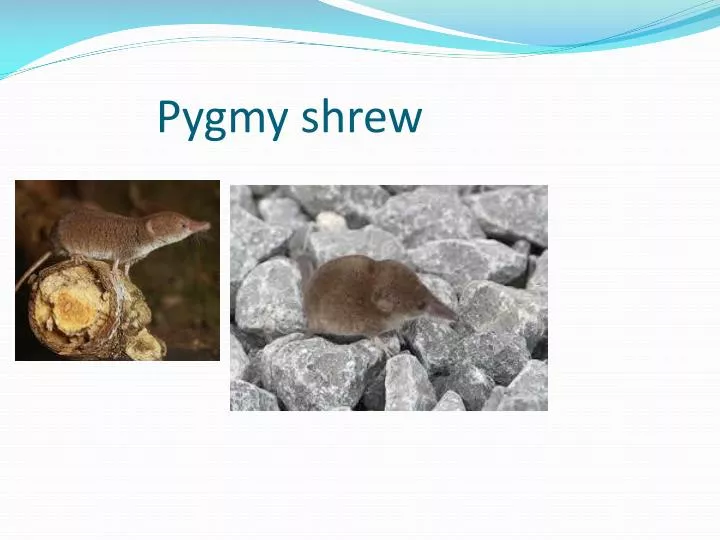 pygmy shrew