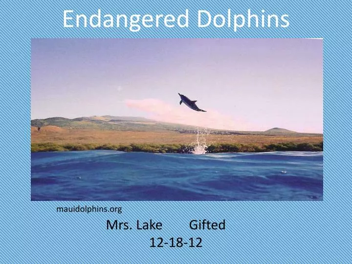 endangered dolphins