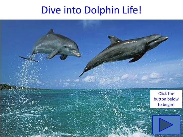 dive into dolphin life