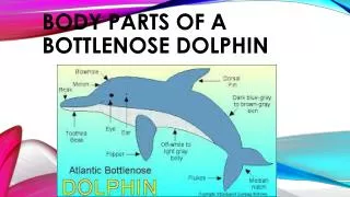 Body parts of a bottlenose dolphin