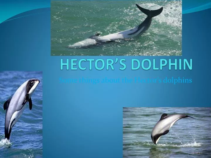 hector s dolphin