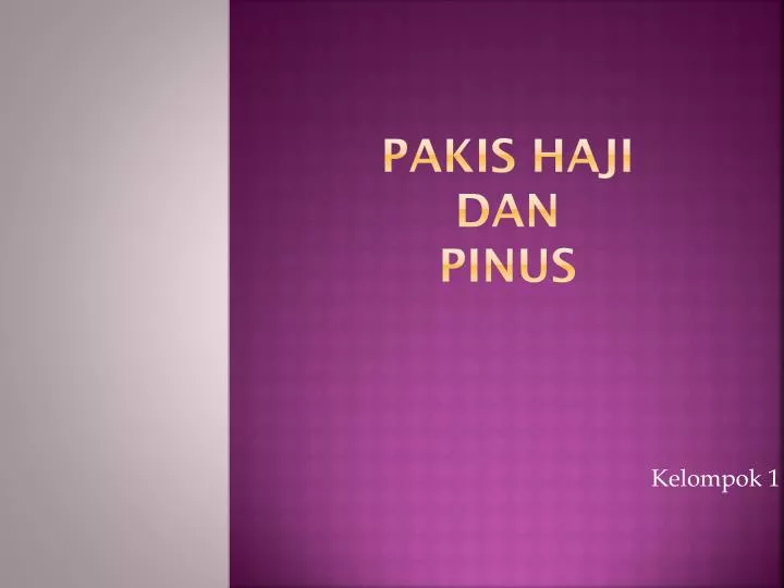 pakis haji dan pinus