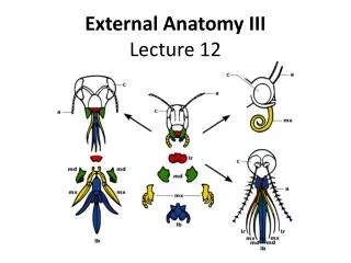 External Anatomy III Lecture 12