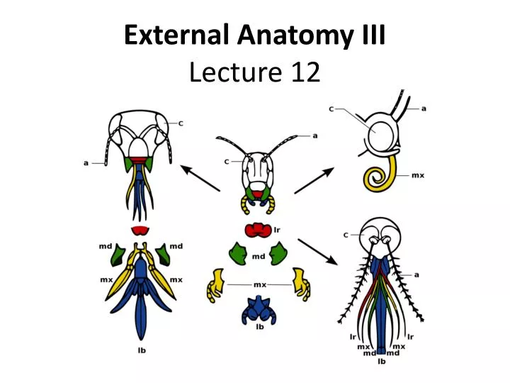 external anatomy iii lecture 12