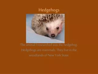 Hedgehogs