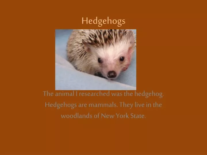 hedgehogs