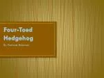 Four-Toed Hedgehog - slide 1