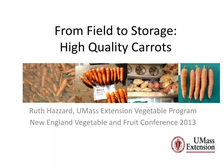from field to storage high quality carrots