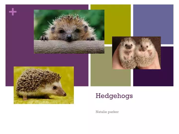 hedgehogs